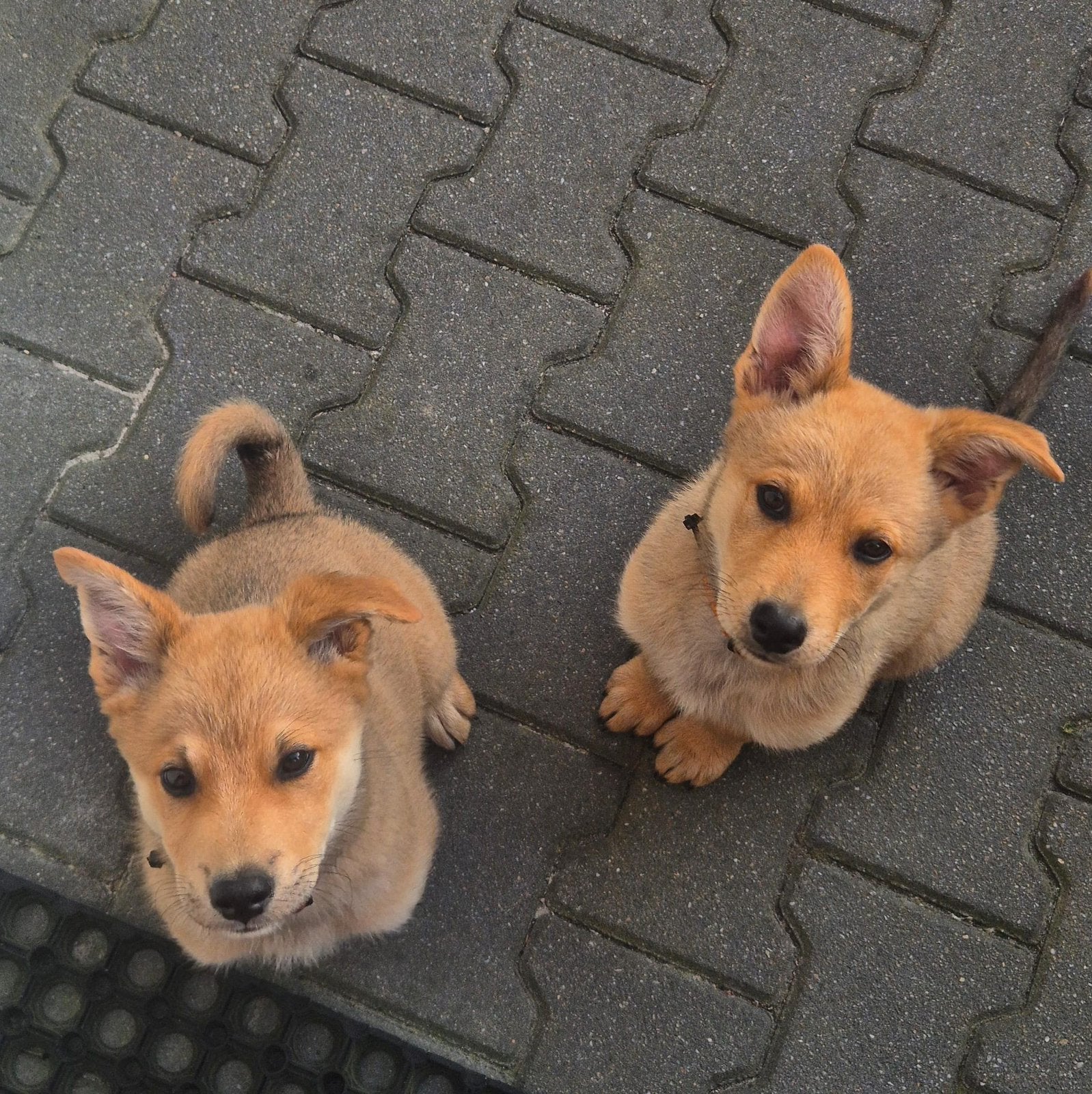 Herder x Eurasier puppy’s, Parvo, 8 tot 15 weken, Meerdere, Meerdere dieren