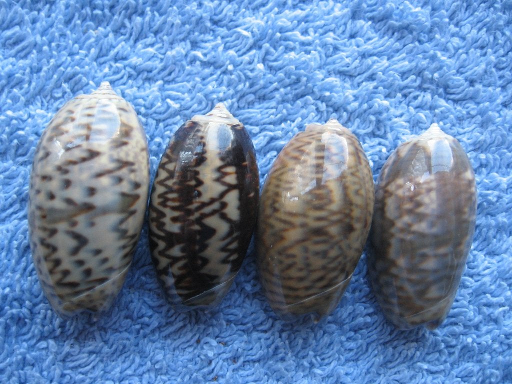 Schelpen: Oliva bulbosa undata Lam. f++/gem 25-33mm, Verzamelen, Ophalen of Verzenden, Schelp(en)