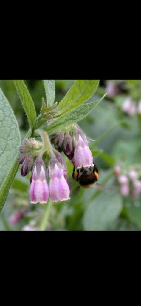 Smeerwortel Bocking 14 Symphytum x uplandicum, Ophalen, Overige soorten, Volle zon