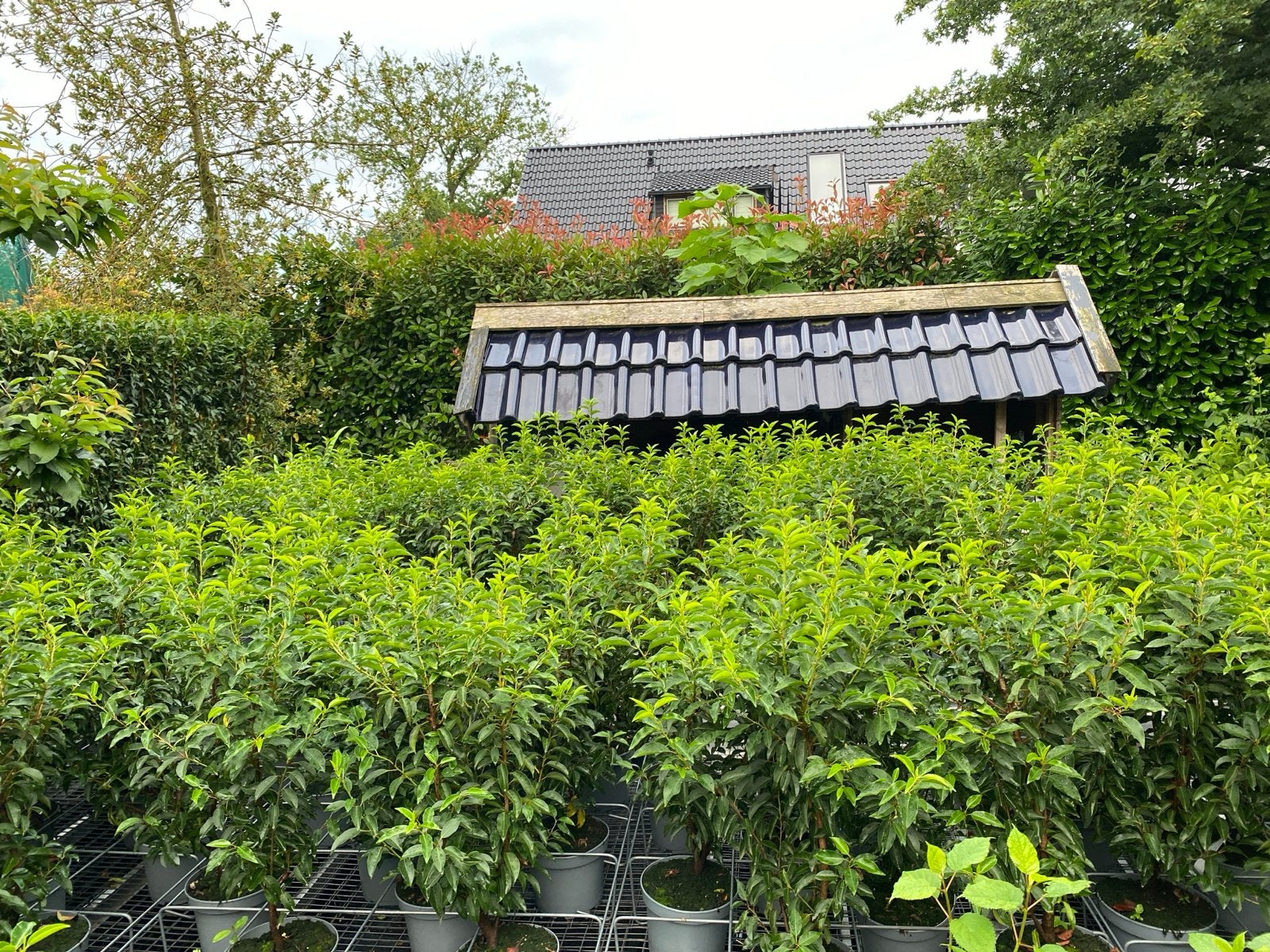 Portugese Laurier 90/100cm hoog, Vaste plant, Bloeit niet, Halfschaduw, Ophalen