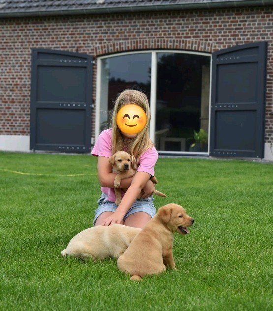 Labrador Red fox pups nog enkele beschikbaar, 8 tot 15 weken, Labrador retriever, Meerdere, Meerdere dieren