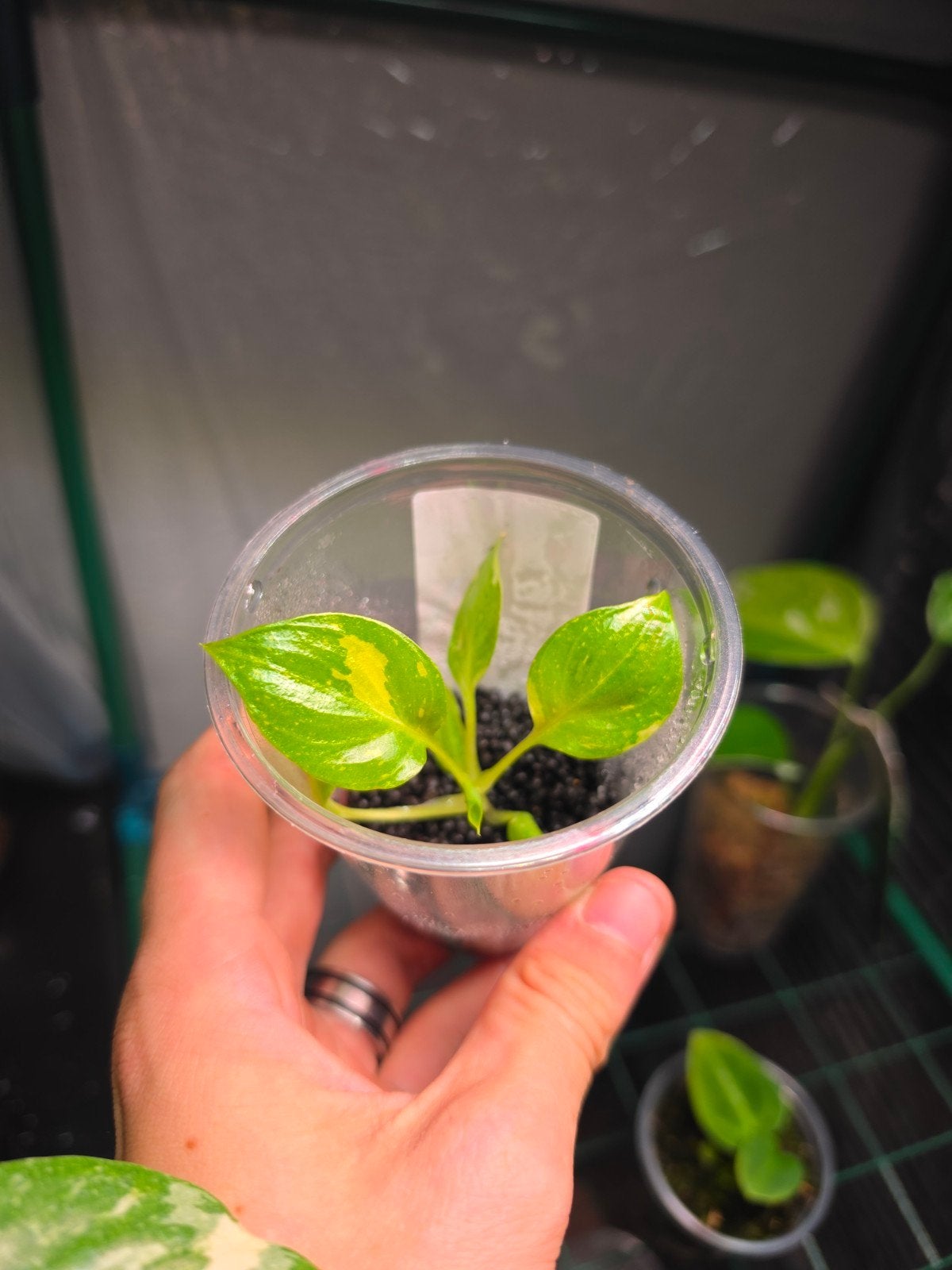 Philodendron Warscewiczii Tricolor, Huis en Inrichting, Kamerplanten, Ophalen of Verzenden, Halfschaduw, Minder dan 100 cm