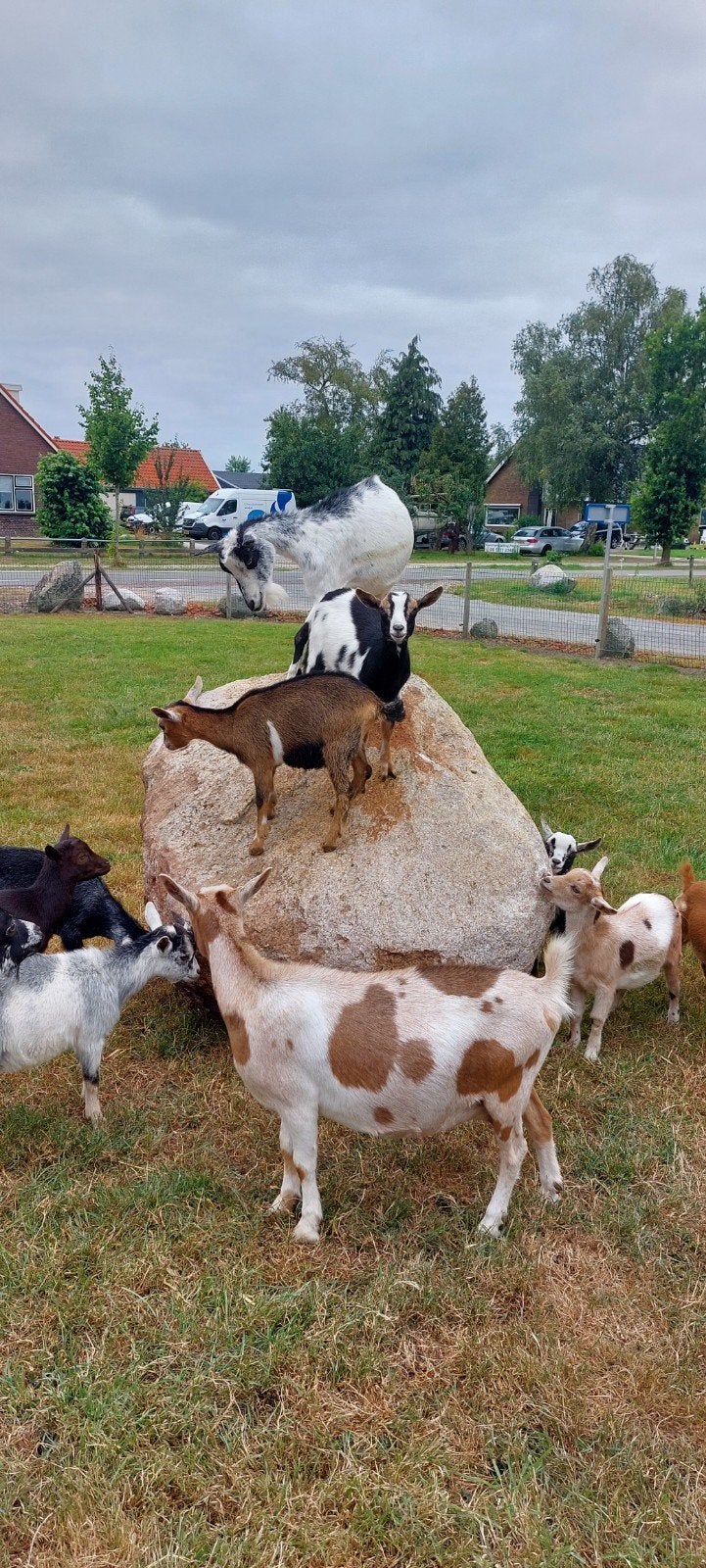 dwerggeitjes te koop, Dieren en Toebehoren, Schapen, Geiten en Varkens, Vrouwelijk, Geit, 0 tot 2 jaar