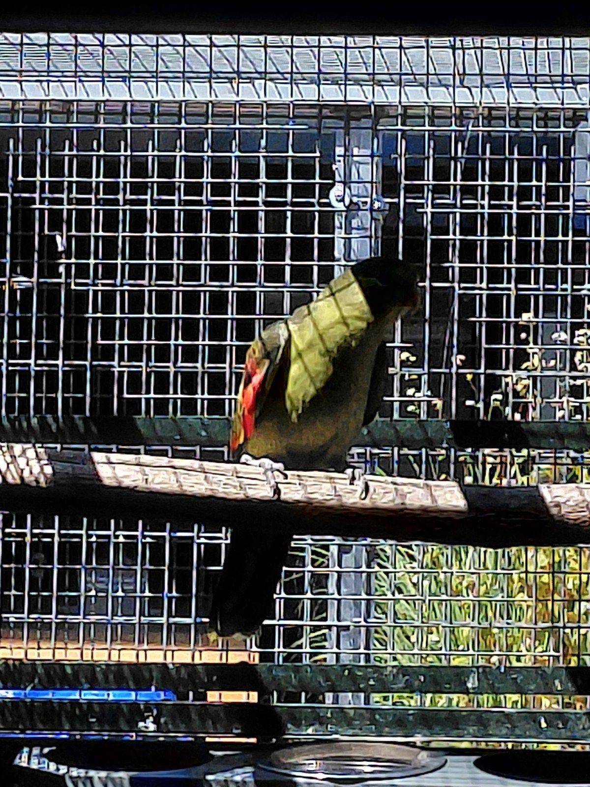 Te koop Roodvleugels, Meerdere dieren, Parkiet