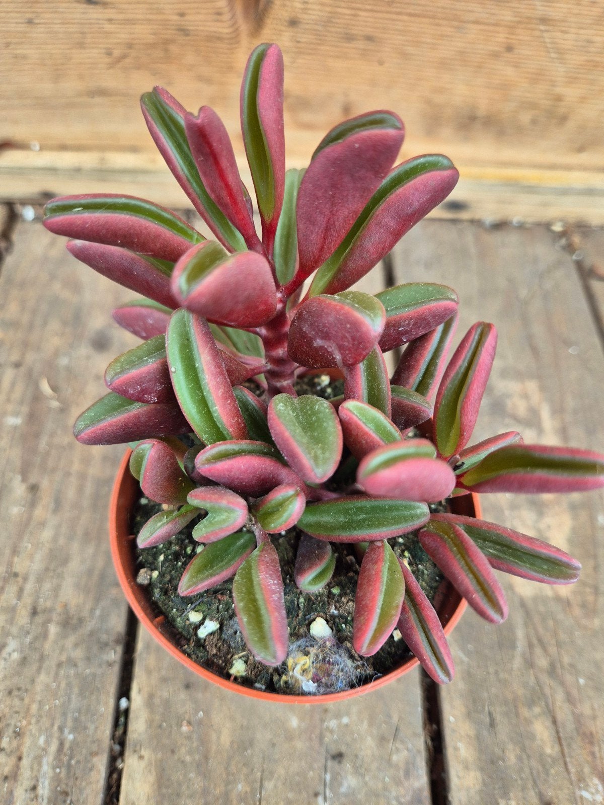 Peperomia graveolens p8, Huis en Inrichting, Ophalen of Verzenden, Halfschaduw, Minder dan 100 cm