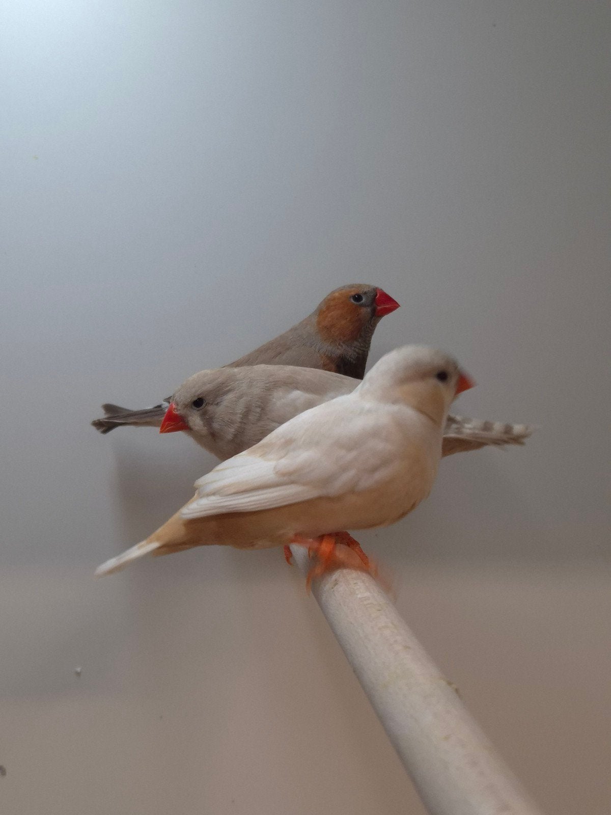 8-8 Zebravinken, Dieren en Toebehoren, Meerdere dieren, Tropenvogel, Geringd