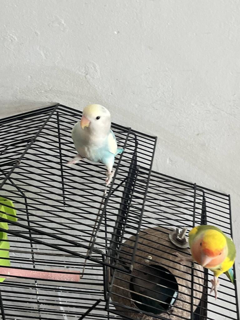 Dwergpapegaaien zoeken nieuwe verzorgers!, Meerdere dieren, Dwergpapegaai of Agapornis, Tam