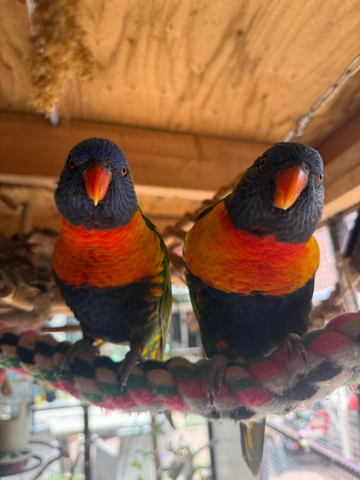 Lori van de blauwe berg vogels, Meerdere dieren, Papegaai