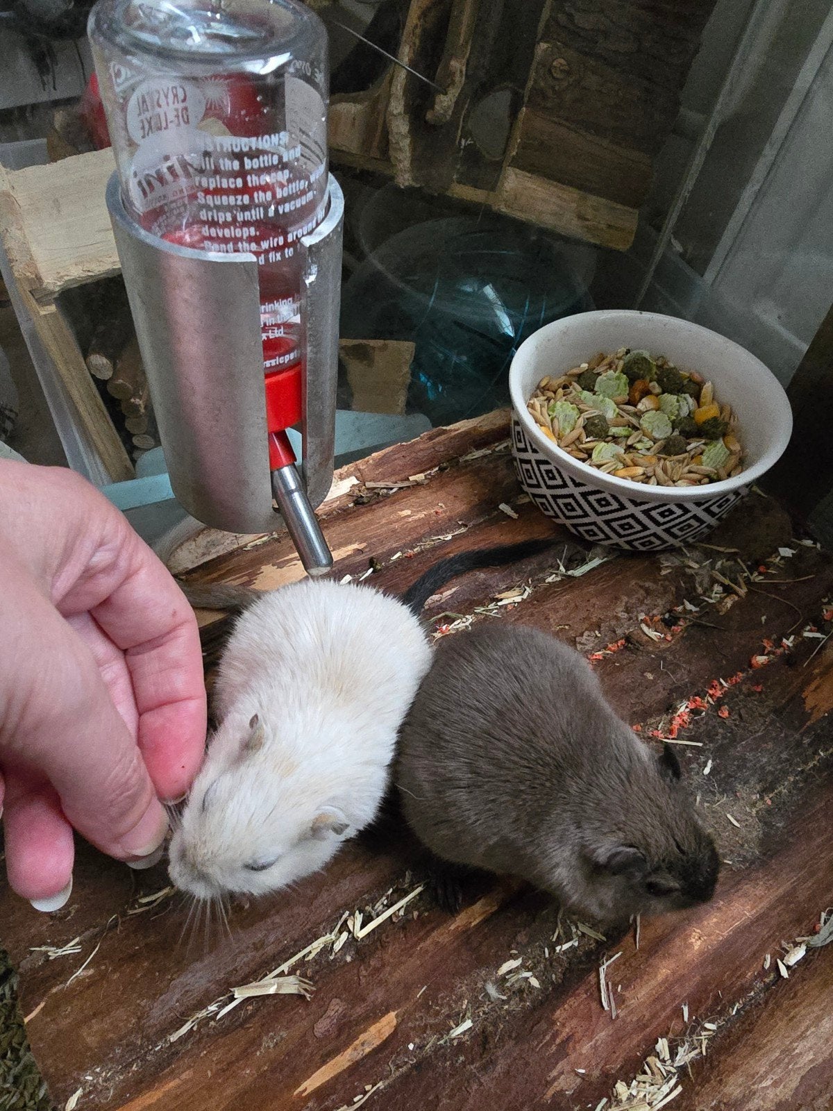2 tamme gerbils incl. Hok en toebehoren, Mannelijk, Juli, Overige typen, Tam