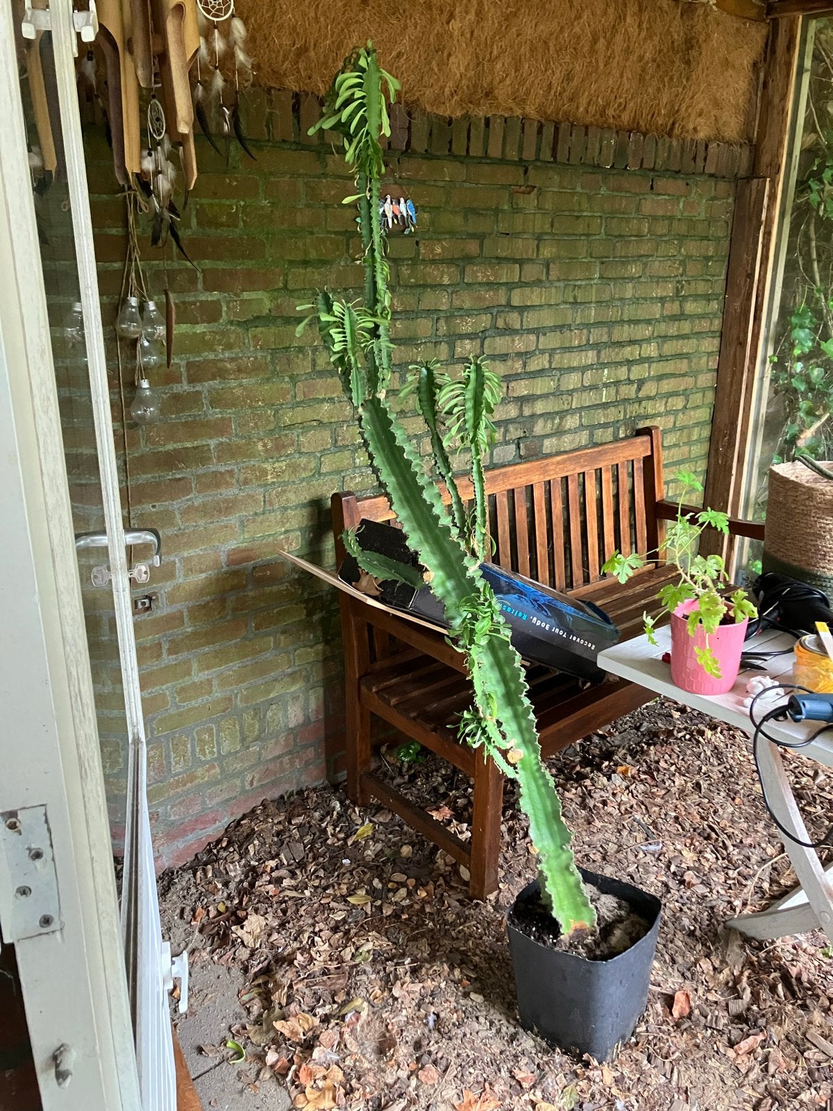 Grote Euphorbia Trigona - Afrikaanse Melkboom, Tuin en Terras, Volle zon, Vaste plant, Bloeit niet, Ophalen