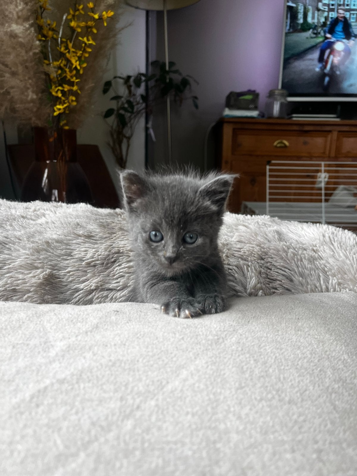 Grijze kitten (poes), Dieren en Toebehoren, Katten en Kittens | Overige Katten, Poes