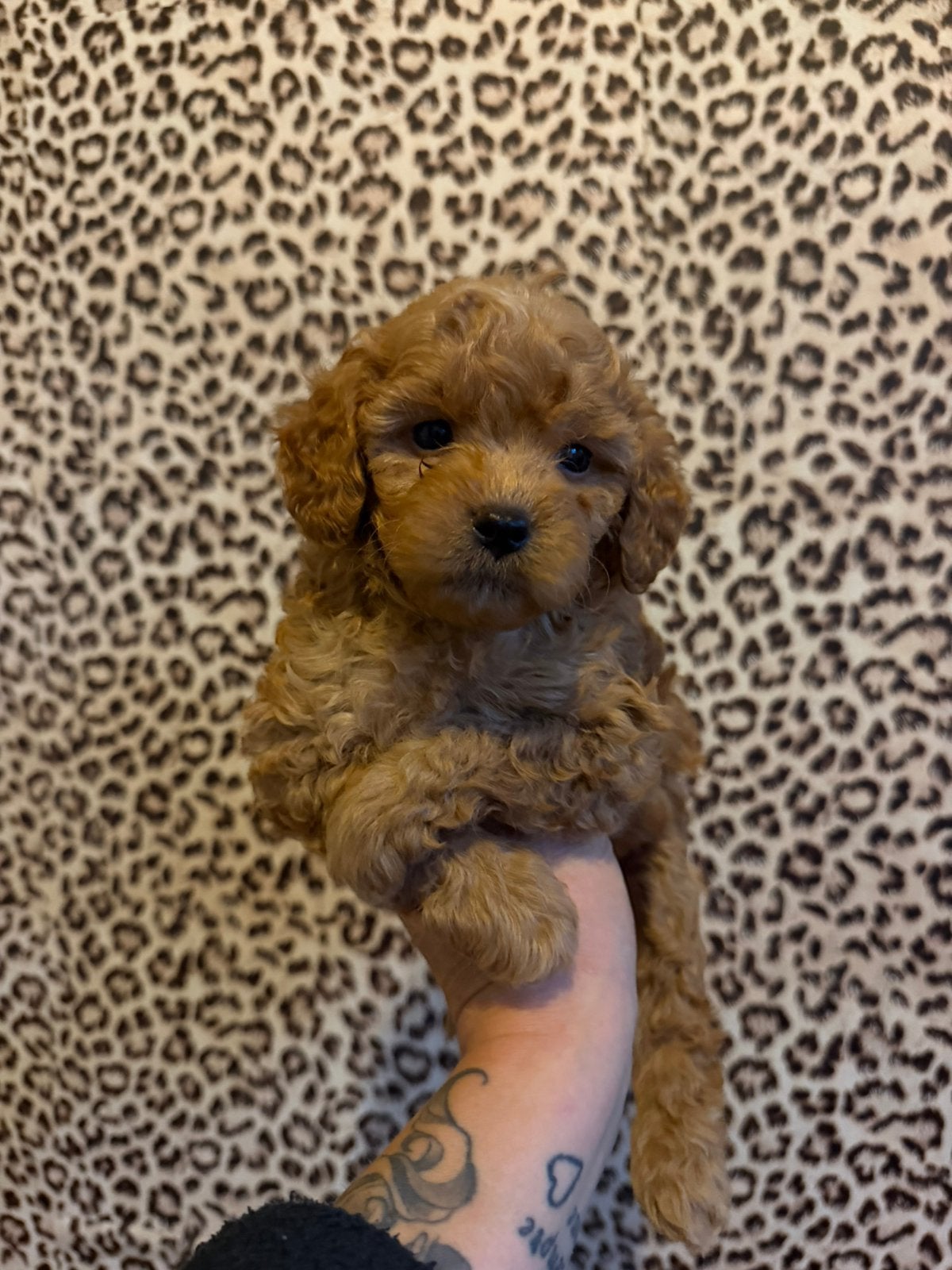 Maltipoo pups, maltipoo x toy poedel, Nederland, Overige rassen, CDV (hondenziekte), 8 tot 15 weken