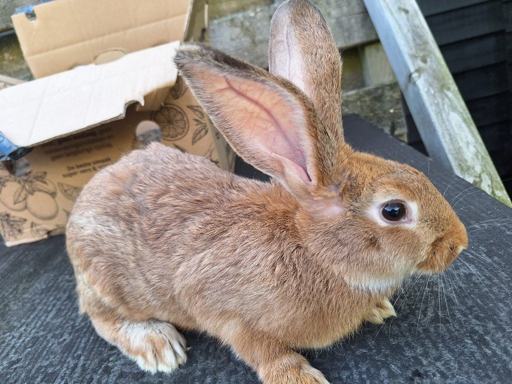Vlaamse Reus (dames) te koop, Dieren en Toebehoren, Vrouwelijk, Groot, 0 tot 2 jaar
