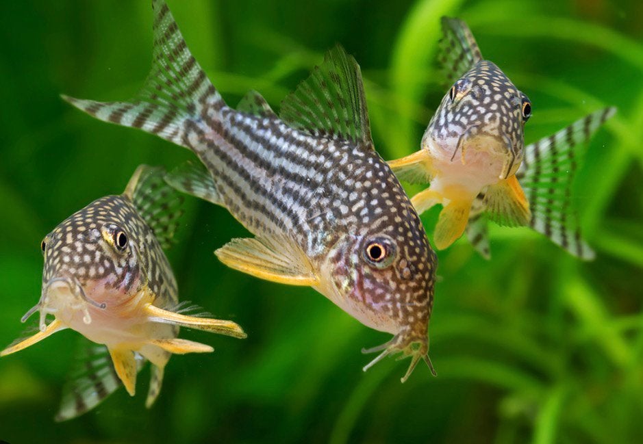 Jonge Corydoras Sterbai – ca. 3 cm | Discussven, Vis, Zoetwatervis, Schoolvis