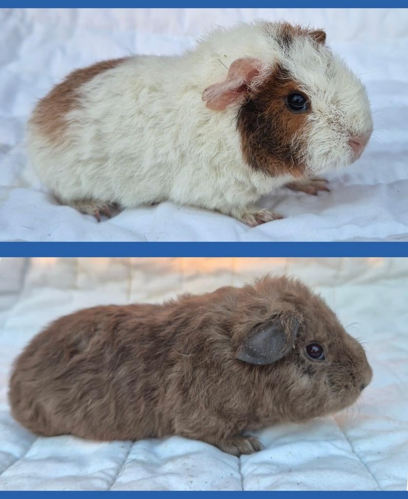 Lieve jonge US Teddy cavia beertjes, April, Mannelijk, Cavia