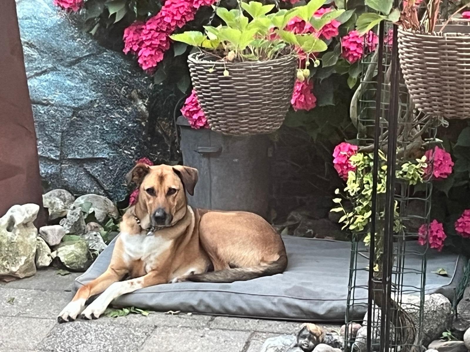 Beer aka barry zoekt nieuw baasje, Dieren en Toebehoren, Ophalen