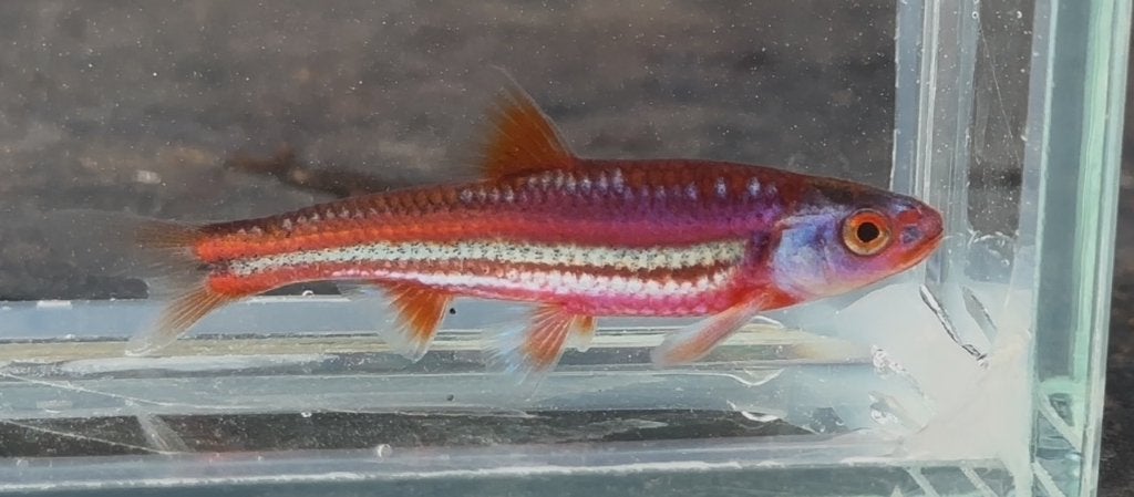 Regenboogelrits jongen van dit jaar, 3-4 cm, eigen kweek, Dieren en Toebehoren, Overige soorten