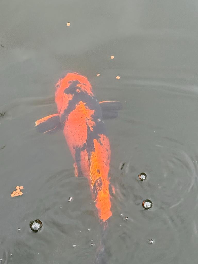 Hi Utsuri koi – 40/45 cm – mooie contrastrijke koi, Dieren en Toebehoren, Karper of Koi