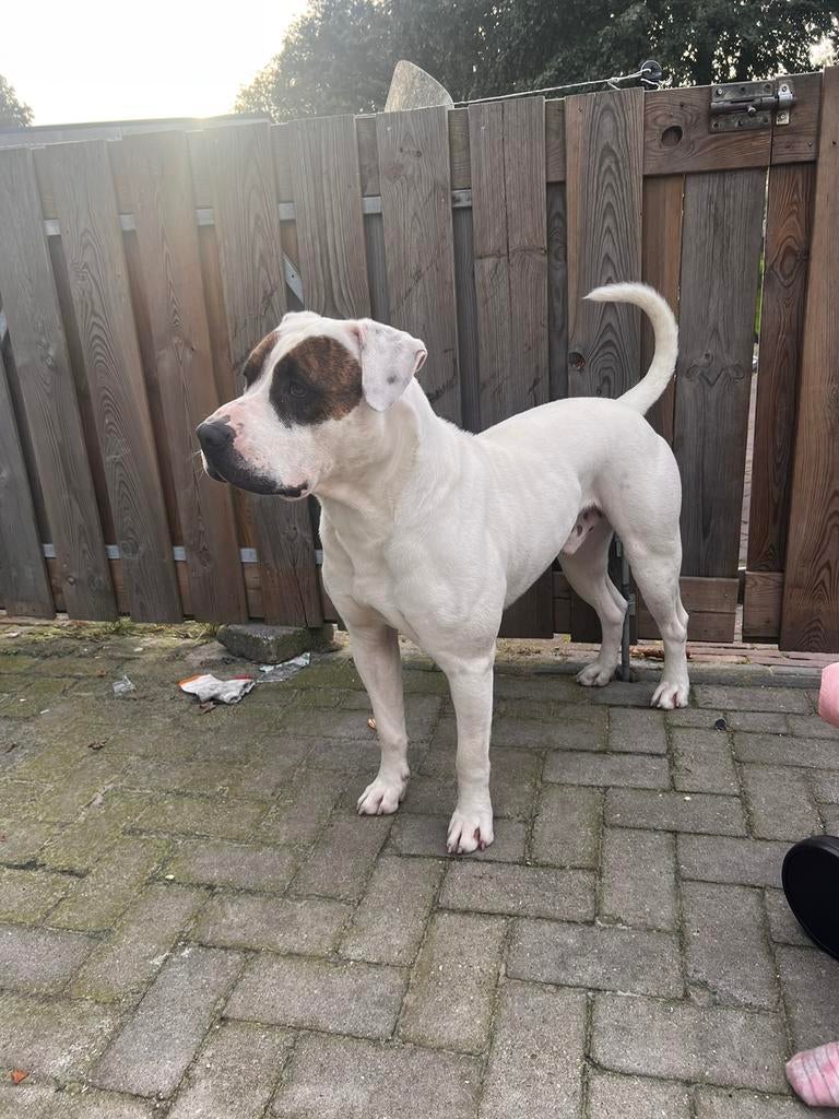 Dekreu american bulldog x american stafford, Reu, Parvo, Eén hond, 3 tot 5 jaar