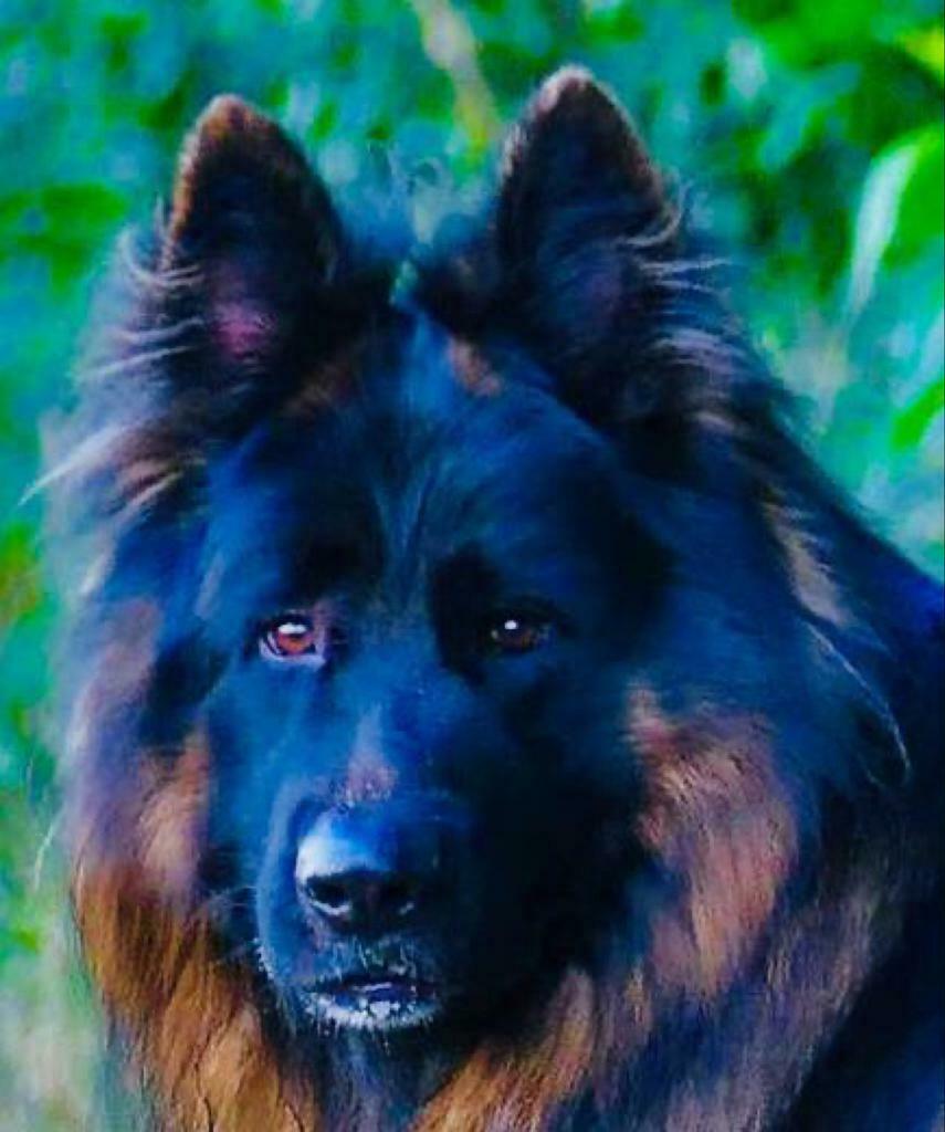 DIEGO VOM BORNIGER—DREIECK   Langstokhaar Duitse herder  FCI, Dieren en Toebehoren, Reu, Parvo, Eén hond, 3 tot 5 jaar