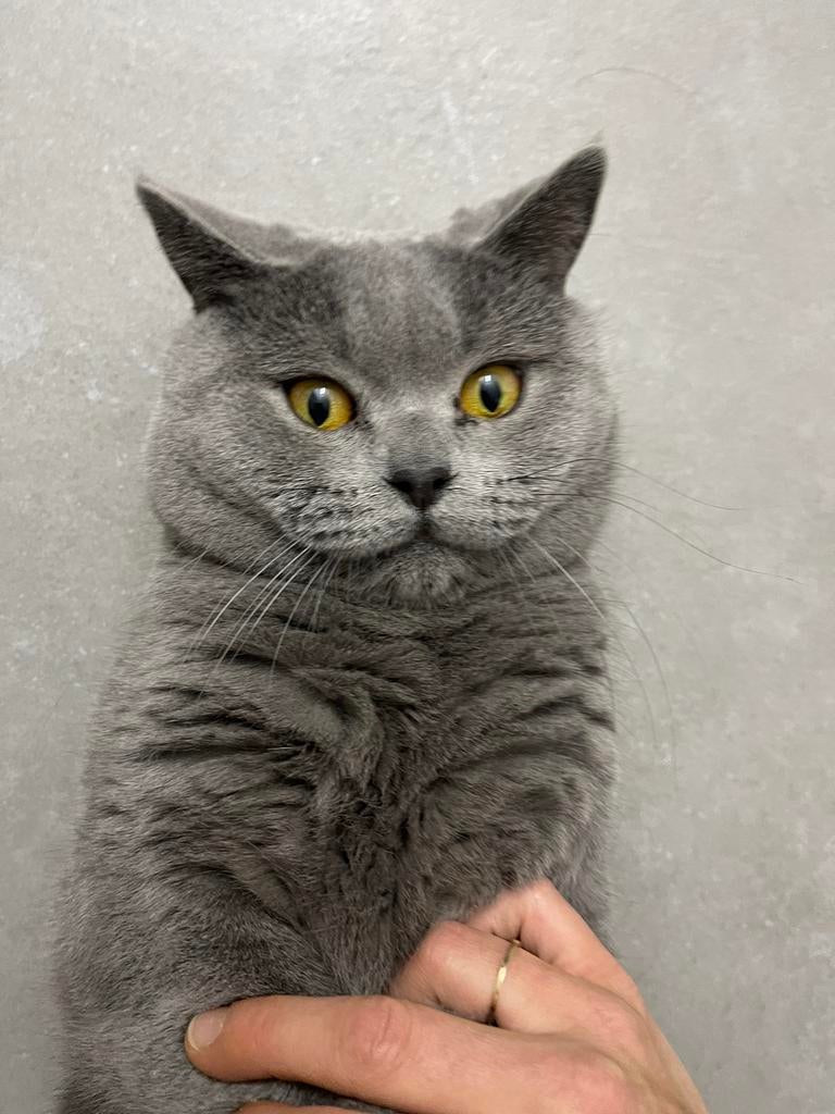 Dekkater Lieve Britse Korthaar ( +dekkingsgarantie )!!
