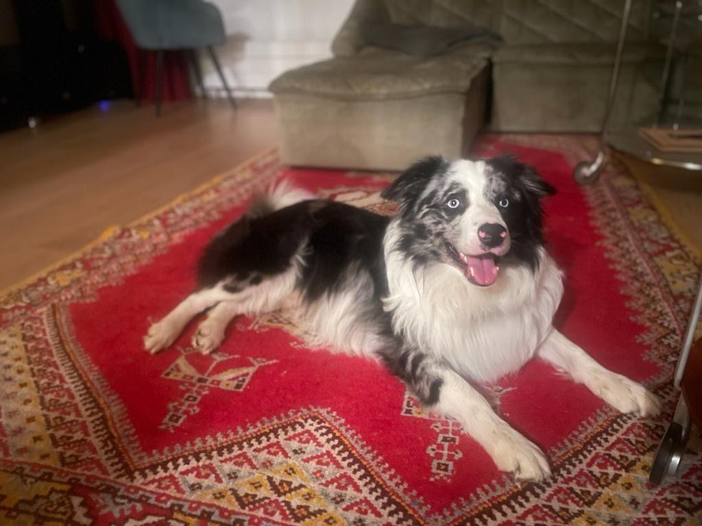 Border Collie reu ter dekking – Blue, Reu, Parvo, Eén hond, 3 tot 5 jaar