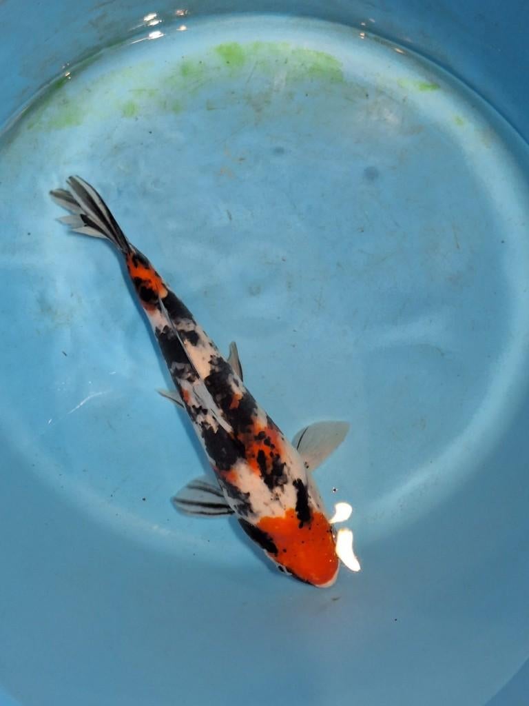 Hele mooie showa Sakai Fish Farm, Karper of Koi