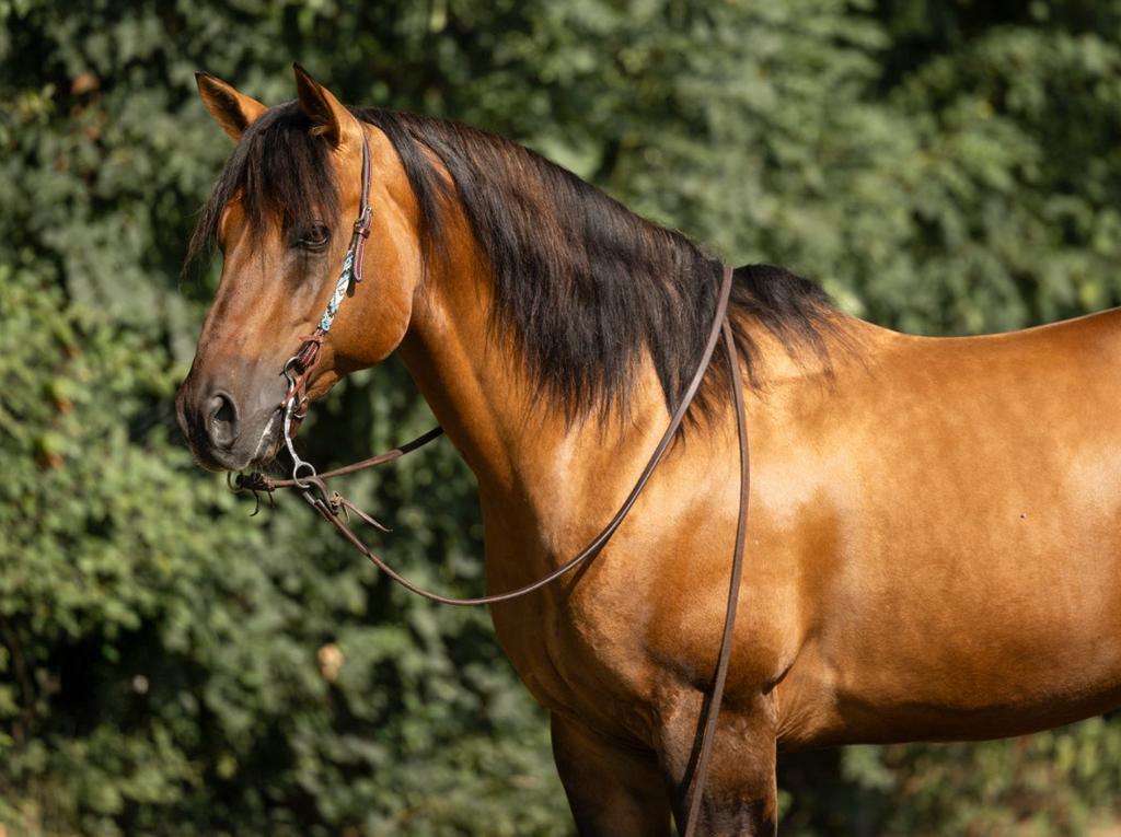 MR NICEMAN; SG Frozen Enterprise×Pine Twisting Lady, Dieren en Toebehoren, Nancy Kloos, Hengst, Nancy@kloosup.nl, Amsterdam