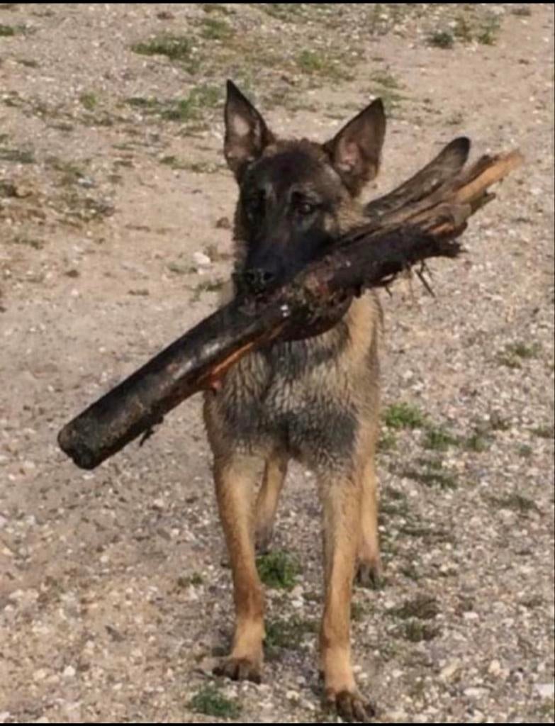 Enthousiast , actieve en gedreven honden gezocht, Dieren en Toebehoren, Particulier, 1 tot 2 jaar, Buitenland, Meerdere