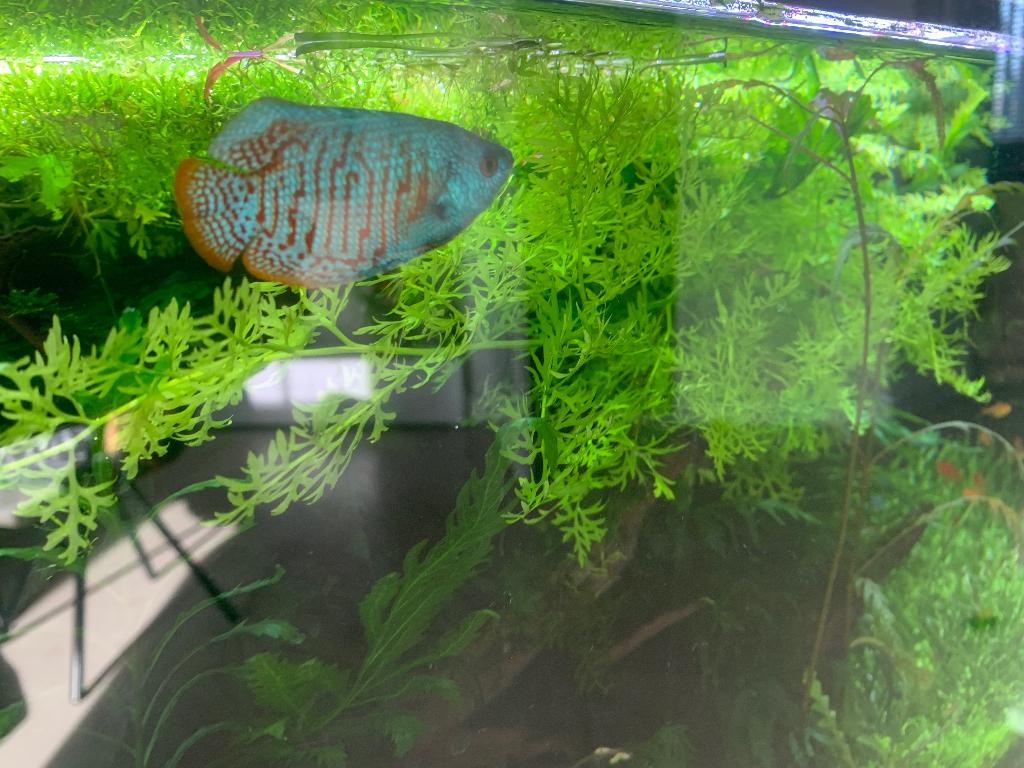 Dwerggoerami baby vissen, Dieren en Toebehoren, Vissen | Aquariumvissen, Vis
