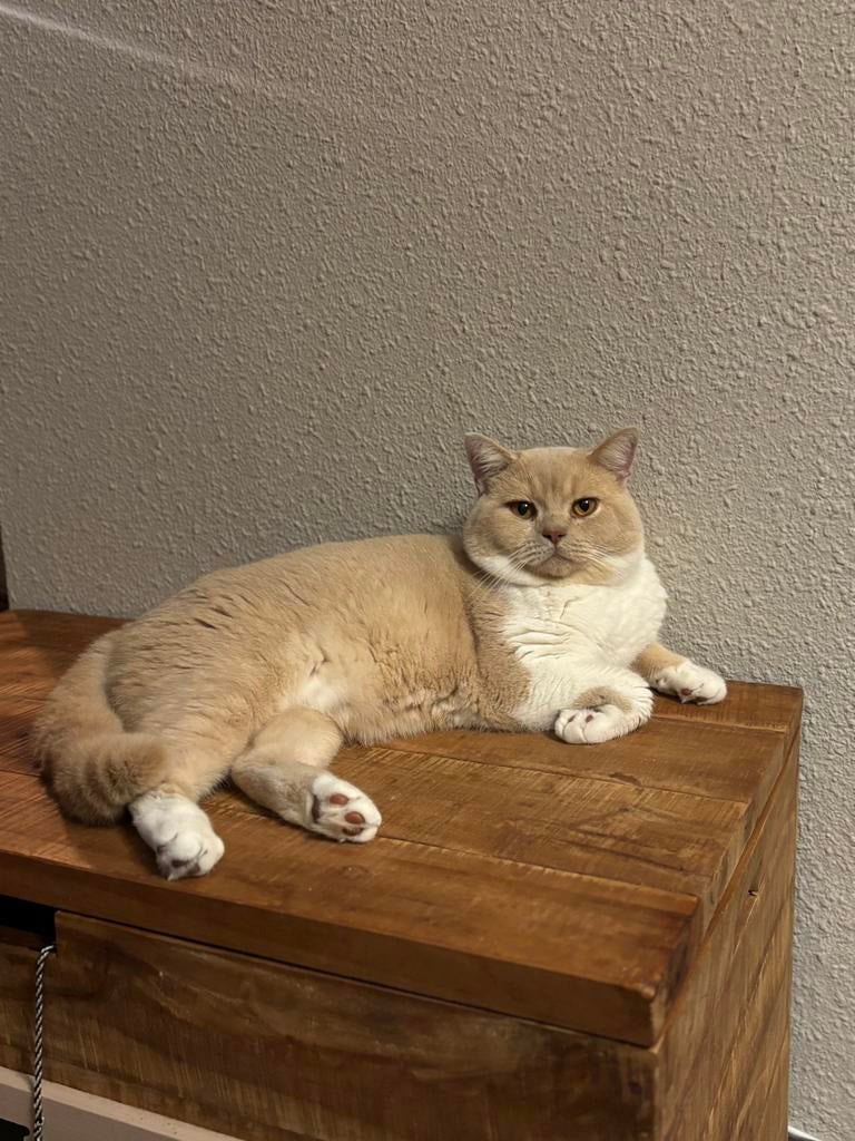 Brits korthaar stamboom dekkater cream and white bicolor, Dieren en Toebehoren, Katten en Kittens | Dekkaters, 0 tot 2 jaar