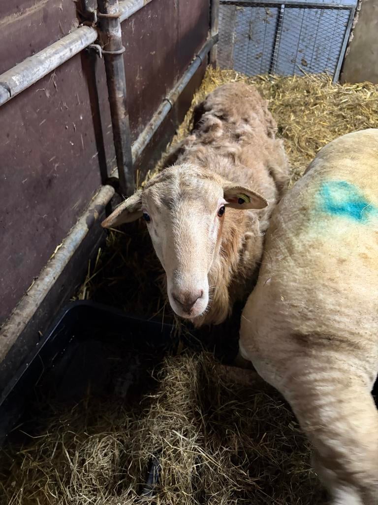 Nolana dekram, Dieren en Toebehoren, Schapen, Geiten en Varkens, Mannelijk, Schaap, 0 tot 2 jaar