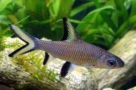 haaivinbarbeel €5,95, Dieren en Toebehoren, Vissen | Aquariumvissen, Vis, Zoetwatervis