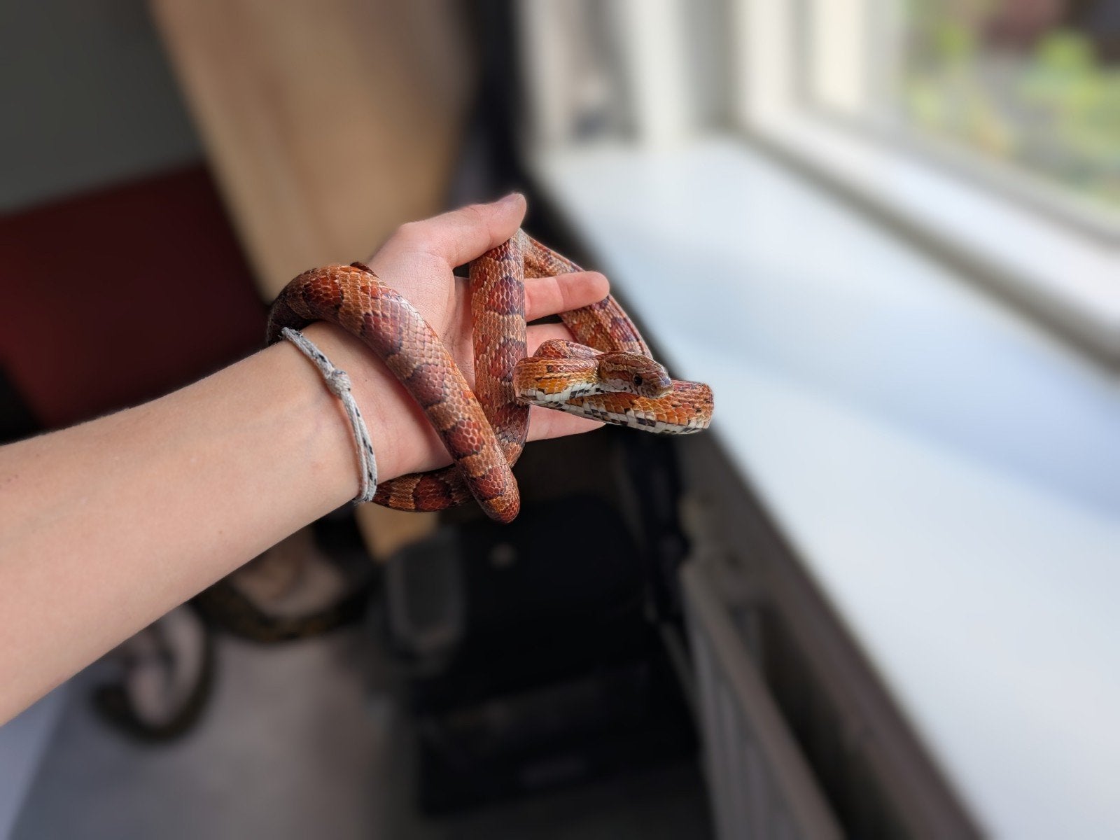 Hele mooie rattenslang van net 1 jaar oud Rat Snake photo 2