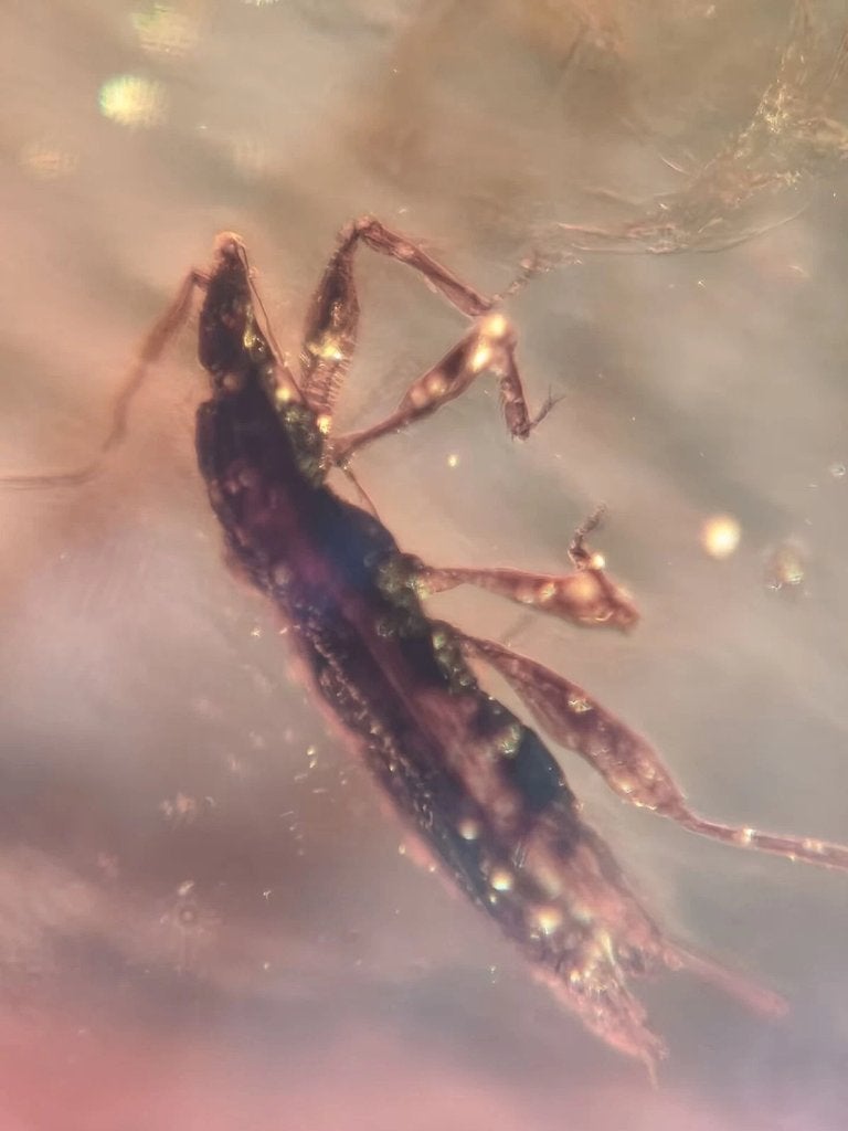 Birmees Amber met insluiting van Coleoptera kever. (K), Verzenden, Fossiel