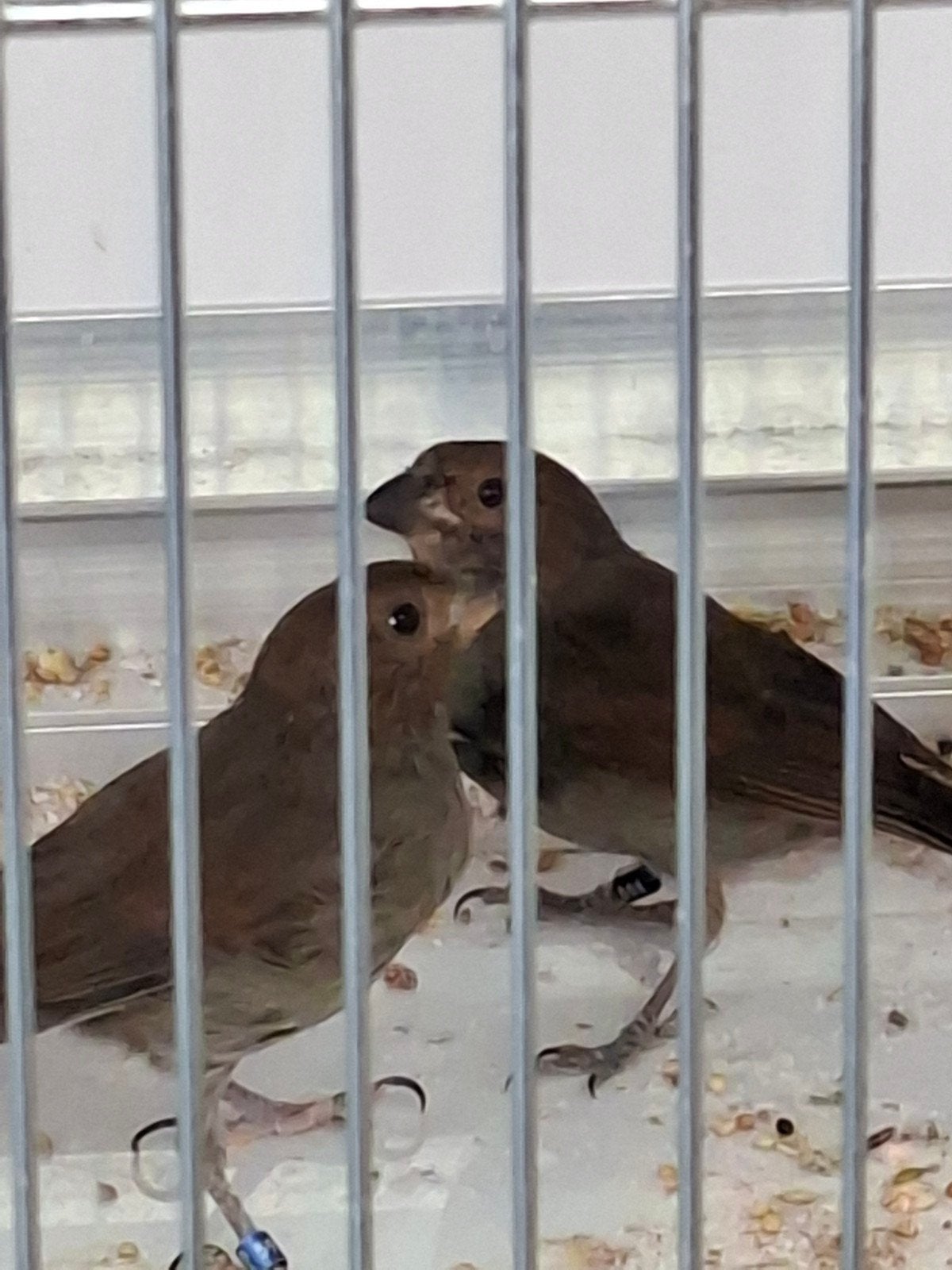 koppel Antilliaanse goudvink, Dieren en Toebehoren, Vogels | Overige Vogels, Meerdere dieren