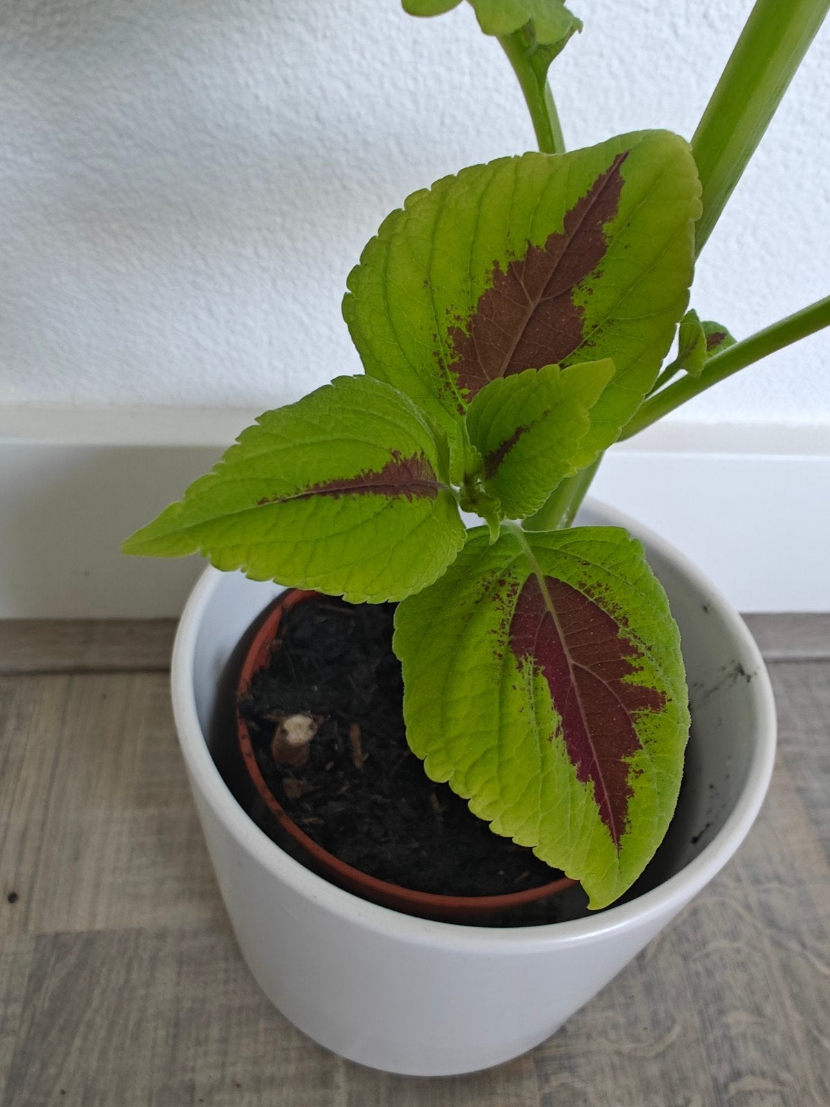 Siernetel (Coleus) - Prachtige kamerplant, Ophalen of Verzenden, Halfschaduw, Minder dan 100 cm