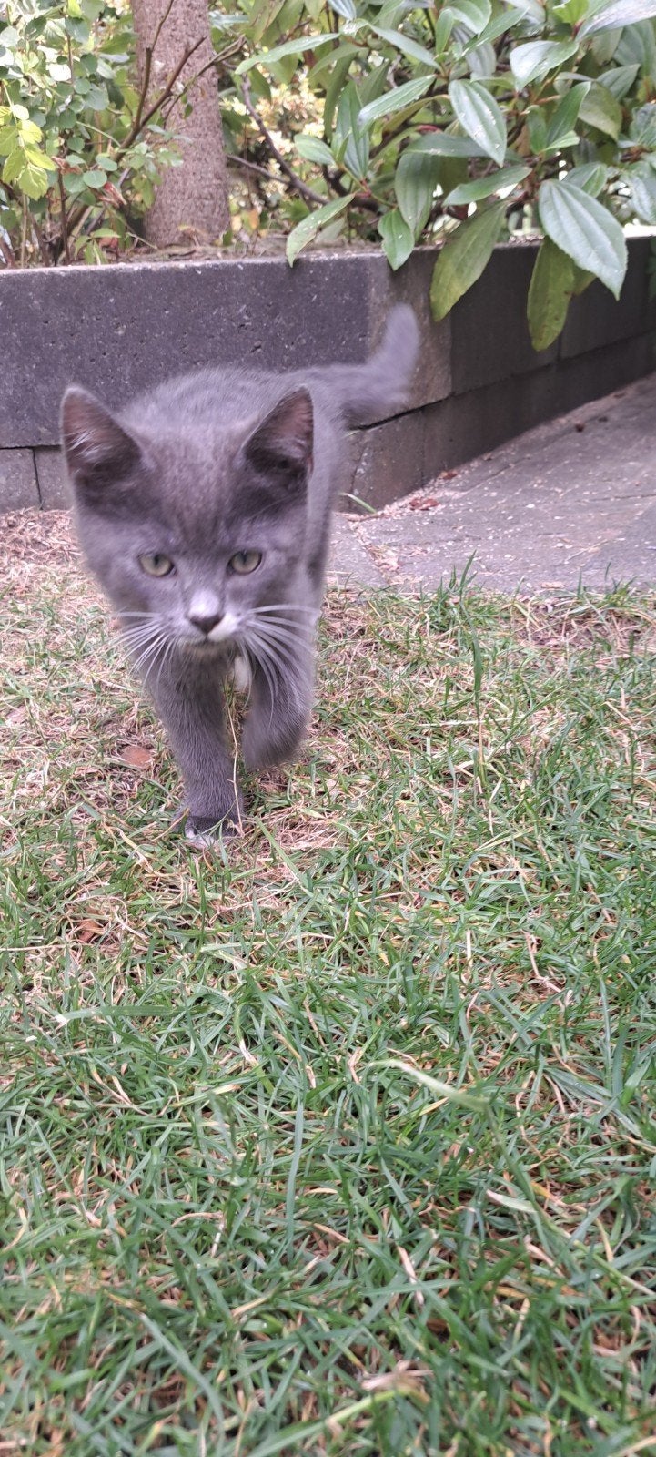 Lieve kitten te koop, Dieren en Toebehoren, Katten en Kittens | Raskatten | Korthaar, Meerdere dieren, Ontwormd, 0 tot 2 jaar