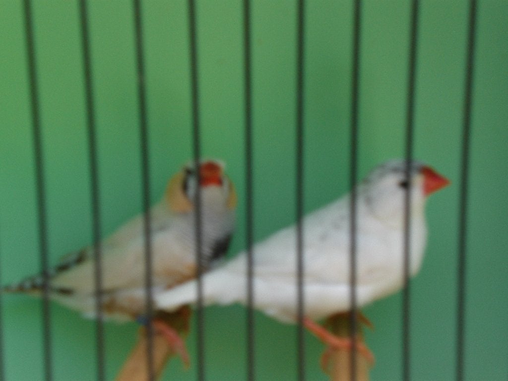 div, zebravinken, Mannelijk, Tropenvogel