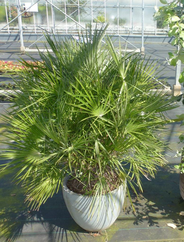 palm, chamereops, Ophalen, Bloeit niet, Overige soorten, Volle zon