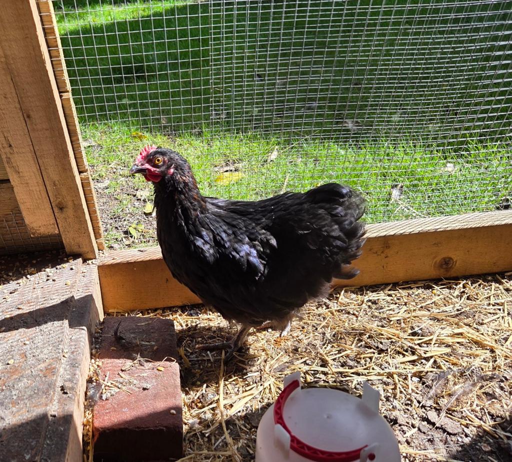 orpington haan 15 weken, Dieren en Toebehoren, Pluimvee, Mannelijk, Kip