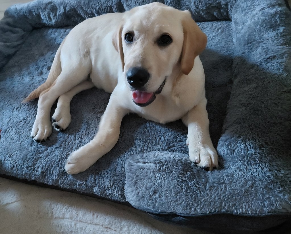 Pup, Dieren en Toebehoren, 15 weken tot 1 jaar, Teef, Labrador retriever, Parvo