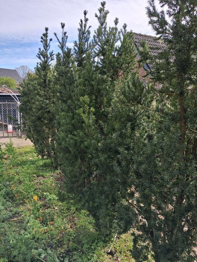 Coniferen taxus media hichseri, Bloeit niet, Halfschaduw, 100 tot 250 cm, Overige soorten