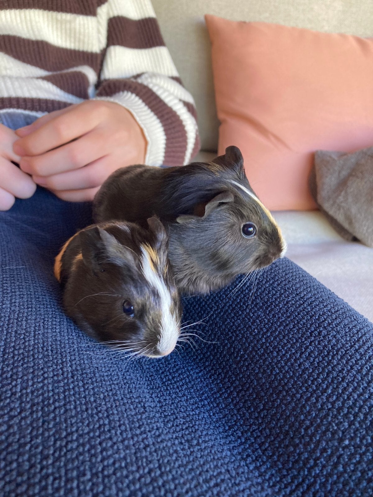 Lieve baby cavia’s (beertjes), Dieren en Toebehoren, Cavia, Mannelijk, Tam, September