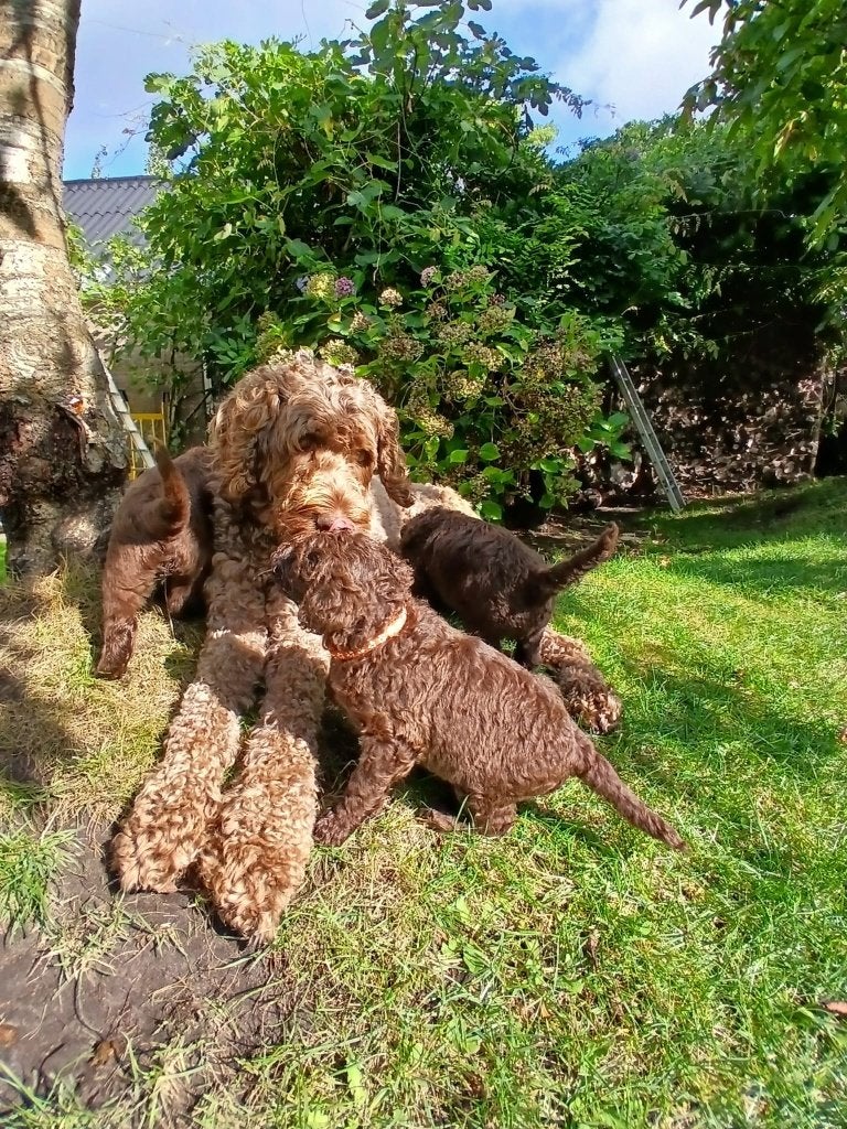 Lieve chocolade‑bruine Labradoodles pups, vliegen 25/9 uit!, Dieren en Toebehoren, Overige rassen, CDV (hondenziekte), 8 tot 15 weken
