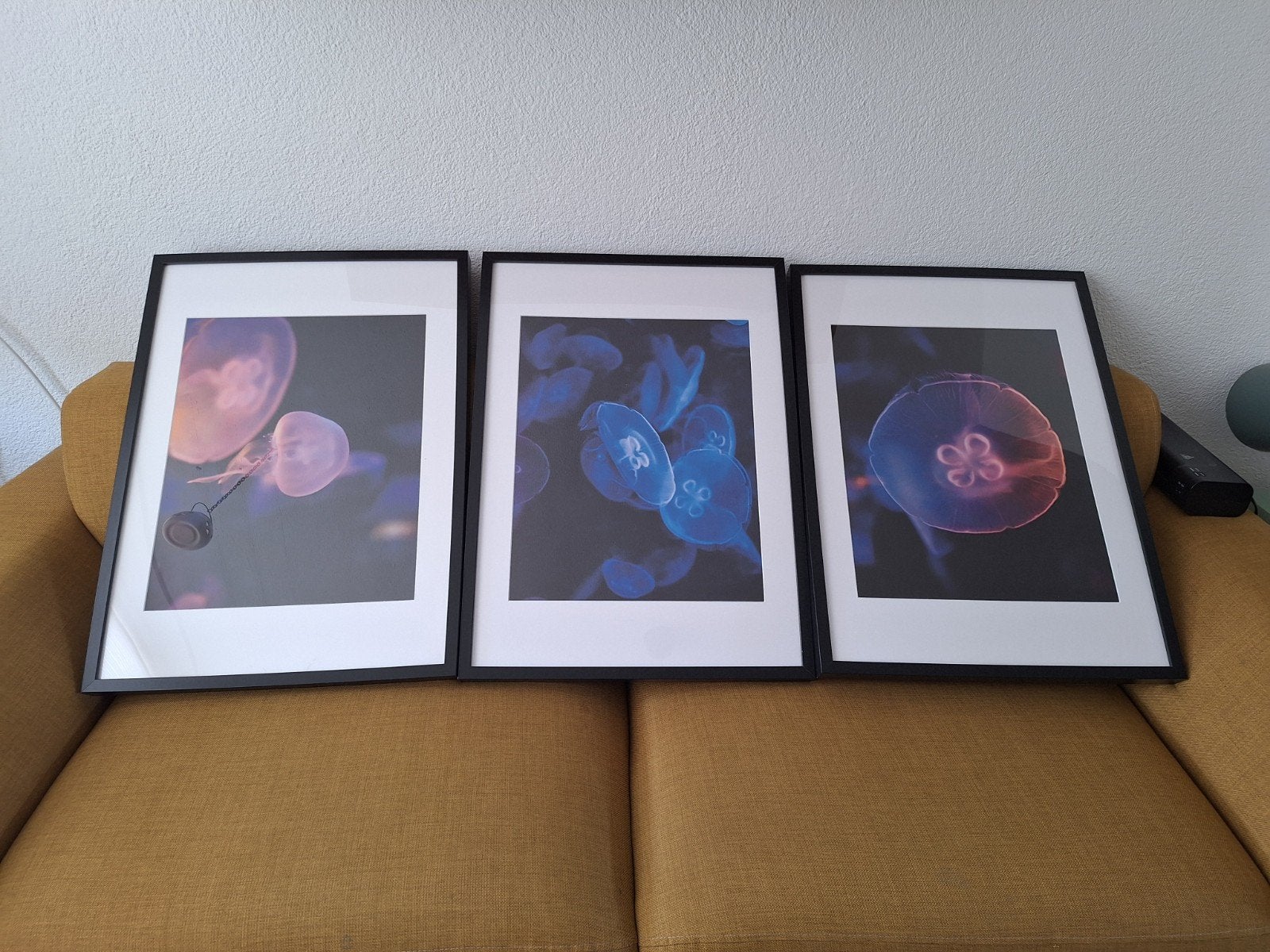 Set van 3 kwallen foto's in lijst, Ophalen, 50 – 75, Oorspronkelijke maker, Zo goed als nieuw