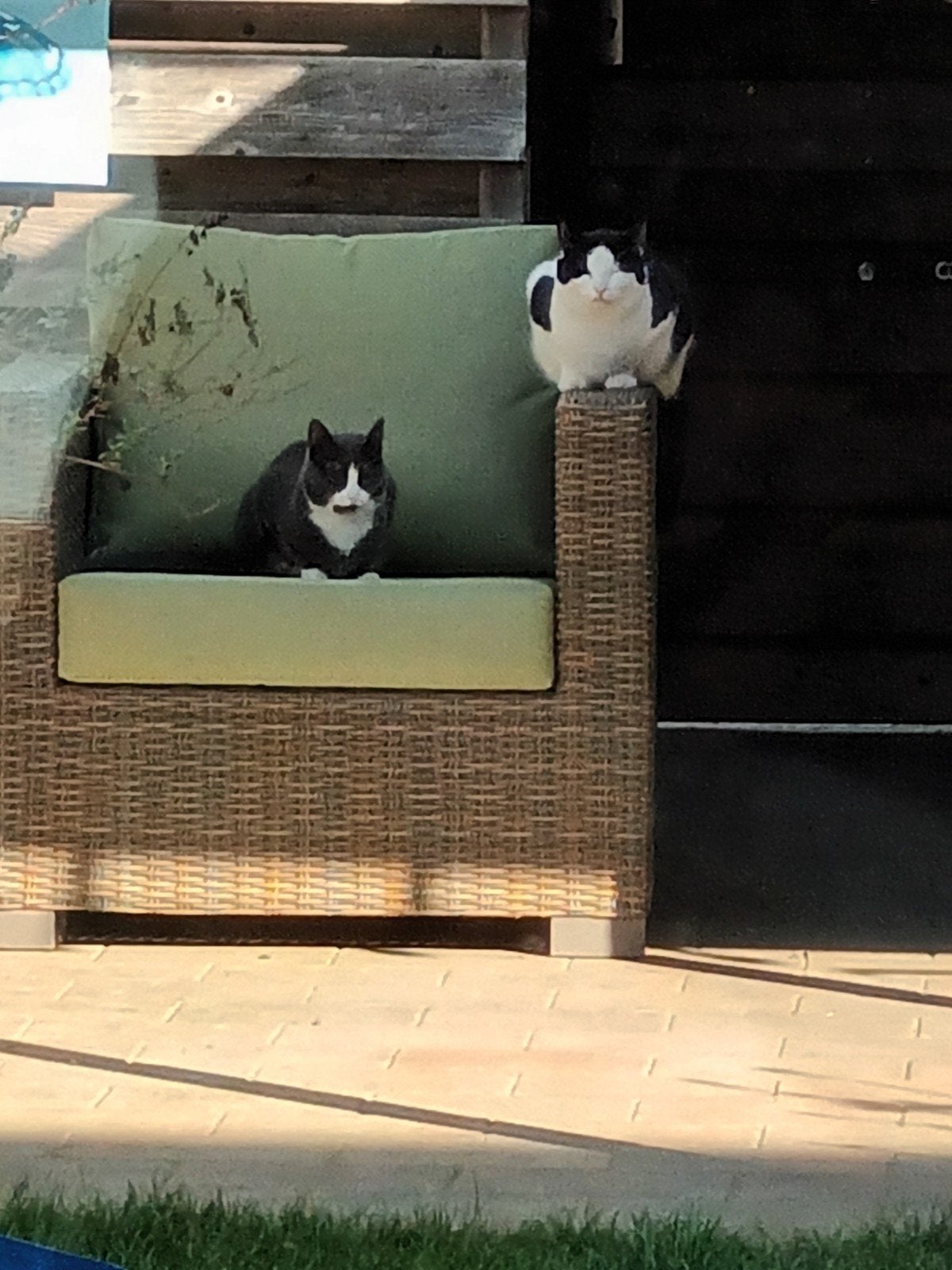 Een liefdevol nieuw huis gezocht voor twee poezen, Poes, Kortharig, 3 tot 5 jaar