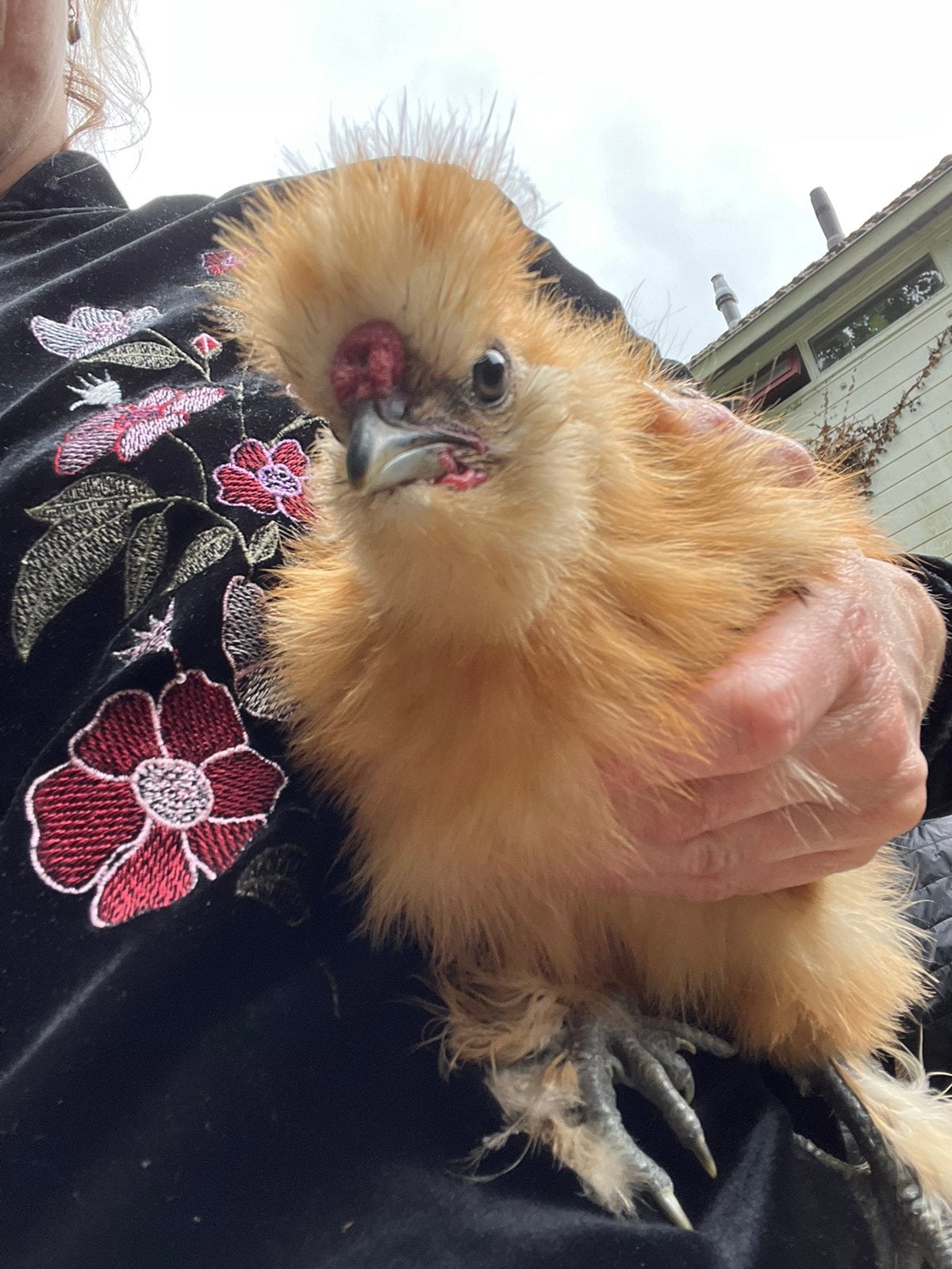 Zijdehoen haan 3 maanden oud, Dieren en Toebehoren, Pluimvee, Mannelijk, Kip