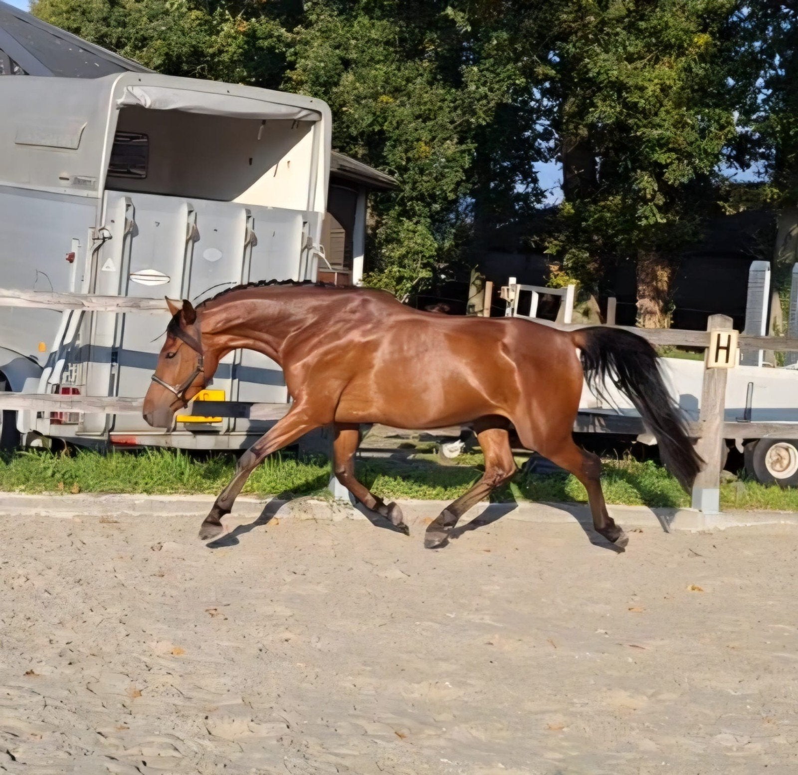 Prachtige 5-jarige e-pony allrounder ruin, Dieren en Toebehoren, E pony (1.48m - 1.57m), B, Ruin, 3 tot 6 jaar