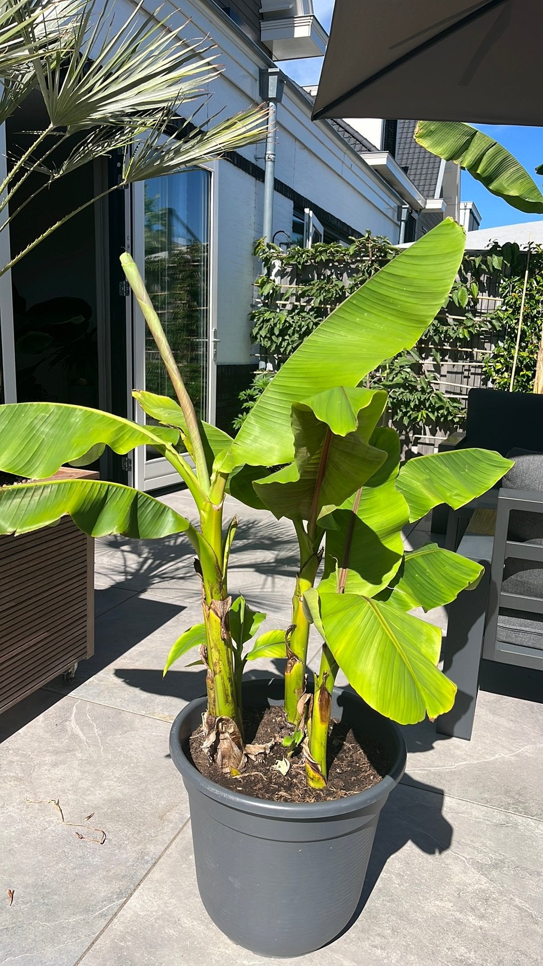 Bananenplant/Musa basjoo, Bloeit niet, Overige soorten, Minder dan 100 cm, Ophalen